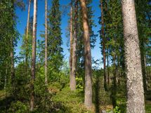 Heinävesi, Jänisvesi, Palokki