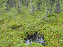 Sodankylä, Luosto