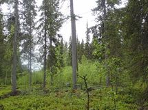 Pello, Miekojärvi, Karhumaan ranta-asemakaava