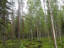 Pello, Miekojärvi, Karhumaan ranta-asemakaava