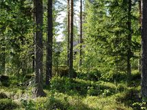 Sievi, Maasydänharju