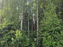 Heikkilä kuvio 2