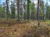 Sodankylä Kakslauttanen