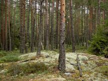 Salo, Särkisalo, Karhumäki