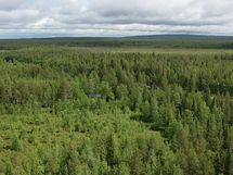 Alueen metsää