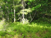 Sodankylä, Luosto