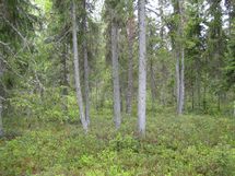 Pello, Miekojärvi, Karhumaan ranta-asemakaava