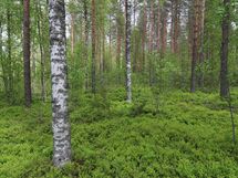 Saarijärvi, Kiesimenjärvi