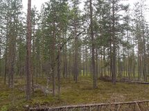 Savukoski, Pykäläinen-Kuttusoja, Kemijoki, Kuttusojantie