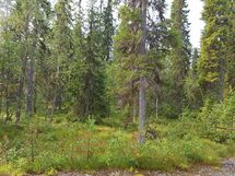 Kuhmo, Juortananjärvi, Vartius, Matinjoentie