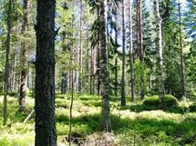 Paltamo, Oulujärvi, Tietäväisenniemi