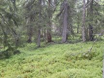 Salla, Sallatunturi, Metsäpolku