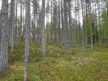 Rovaniemi-Venejärvi