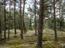 Salo, Särkisalo, Karhumäki