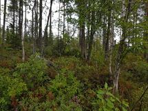 Kuhmo, Iivantiira, Moisiovaarantie 