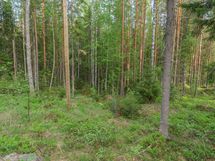Varkaus, Miehalanjärvi, Sopalanniemenpolku