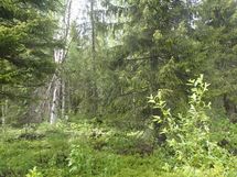 Pello, Miekojärvi, Karhumaan ranta-asemakaava