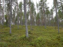 Rovaniemi-Venejärvi