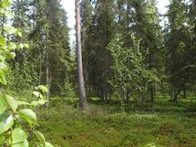 Pello, Miekojärvi, Karhumaan ranta-asemakaava