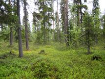 Pello, Miekojärvi, Karhumaan ranta-asemakaava