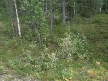 Tonttien maastokuvaa