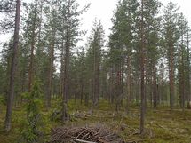 Savukoski, Pykäläinen-Kuttusoja, Kemijoki, Kuttusojantie