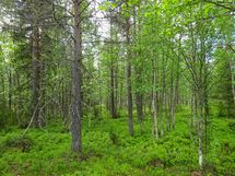 Sodankylä, Luosto Orresokka
