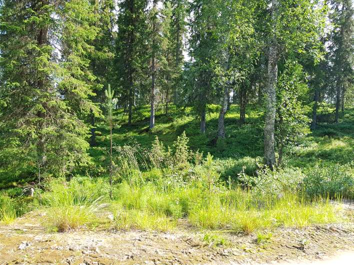 Tontti, 1 375 m², Pudasjärvi - Näkymä 2