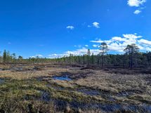Hiekkakuopan ja rannan välissä on kaunis jänkä- ja suoalue, jossa mm. vesilintuja