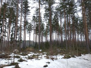 Kohdekuva