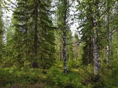 Tontti, 2 255 m², Puolanka - View 4