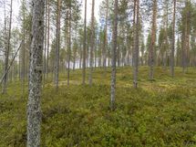 Rovaniemi-Venejärvi