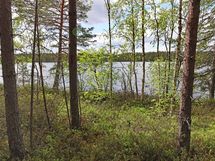 Saarijärvi, Kiesimenjärvi