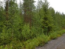 Kuhmo, Iso-Kupsunen, Hukkajärventie