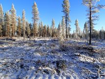  Savukoski Pykäläinen-Kuttusoja, Kemioki, Huuhkajantie