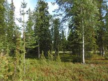 Sodankylä, Luosto