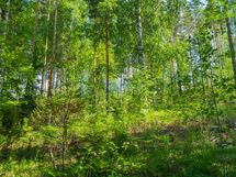 Savonlinna, Kiviapaja, Siikavesi