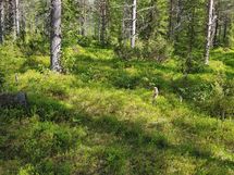 Sodankylä, Luosto Orresokka