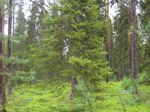Pello, Miekojärvi, Karhumaan ranta-asemakaava
