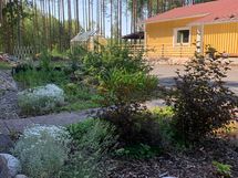 Kesäkuva pihasta