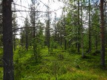 Sodankylä, Luosto Orresokka