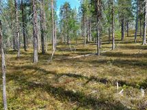 Sodankylä Kakslauttanen