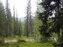 Salla, Sallatunturi, Metsäpolku
