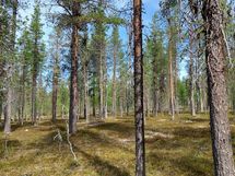 Sodankylä Kakslauttanen