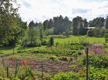 Puutarhaa mm mansikkamaata